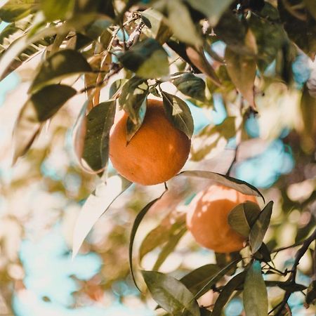 Apartman "Citrus" Trebinje Buitenkant foto