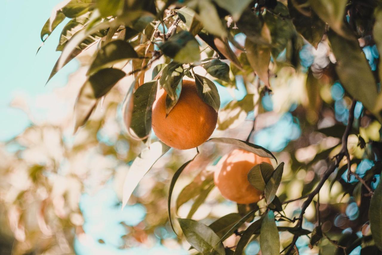 Apartman "Citrus" Trebinje Buitenkant foto